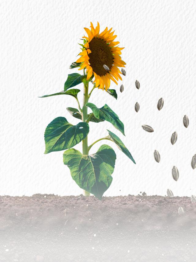 Business Growth through Seedling Concept Analytics